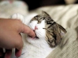 怎么训练加拿大无毛猫不咬人 斯芬克斯猫咬人训练视频